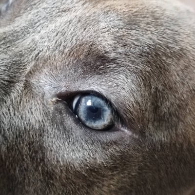 iMrBuu's profile picture. Buu smash you!