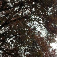 Lucas Bloom (@bloomdude) 's Twitter Profile