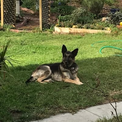 Carpenter, Student Pilot, Dog Rescue.       UCSB Alum