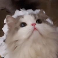 𝑪𝒊𝒄𝒊 𝑳𝒂𝒎 • 尊贵的Childless cat lady (@sin1huk1wai4gin) 's Twitter Profile