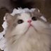 𝑪𝒊𝒄𝒊 𝑳𝒂𝒎 • 尊贵的Childless cat lady (@sin1huk1wai4gin) Twitter profile photo 𝑪𝒊𝒄𝒊 𝑳𝒂𝒎 • 尊贵的Childless cat lady (@sin1huk1wai4gin) Twitter profile photo
