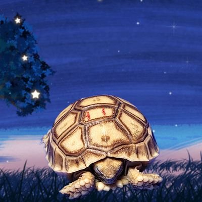 𓆉︎かわいいグーグ(海亀)とシャイニー(ケヅメリクガメ)の写真を皆さんにシェアしたいです。
𓆉︎リクガメとウミカメを好きな人を繋ぎたい。
Please feel free to follow us if you also like tortoise and turtle.(◍•ᴗ•◍)❤