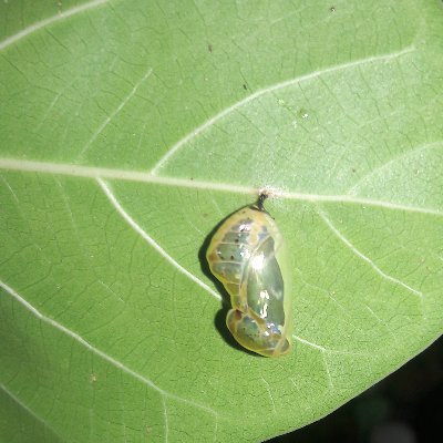 curiouscocoon's profile picture. 