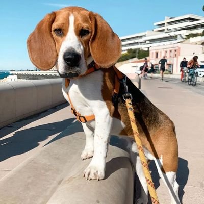 beagle_lovers Profile