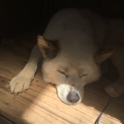SE_W91's profile picture. Sier（組込み）→Sier（業務系）/勉強中:C#,AWS,AI系/取得:AP,AWS資格,Java資格,Oracle DBA/文系出身/勉強仲間募集中