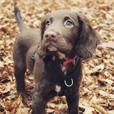 Freddie The Sprocker