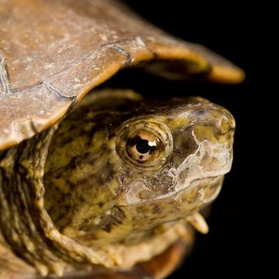 turtlemanmn's profile picture. Advanced turtle enthusiast