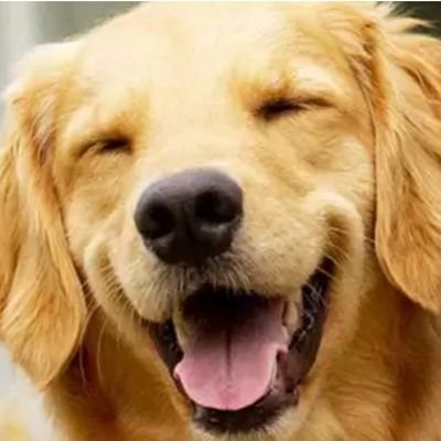 #Dogs #Cats To love dogs and cats is good for the heart, beautifies you and makes you strong 😊
