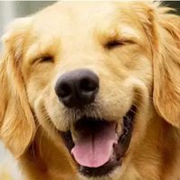Dog Friends(@FunnyThUSA) 's Twitter Profile Photo