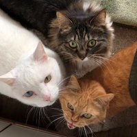 ちゃのすけ (@chanokocha) 's Twitter Profile Photo ちゃのすけ (@chanokocha) 's Twitter Profile Photo