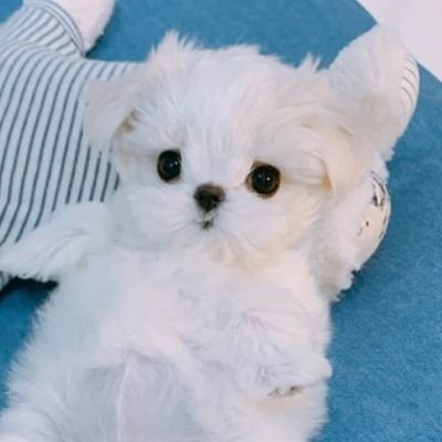 peeg0nhada's profile picture. https://t.co/XatBbgsEhK