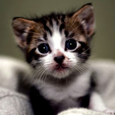 Ky00tlist's profile picture. A list of the accepted ky00tlist non-applicants. 
1000% not affiliated with @y00tsNFT.