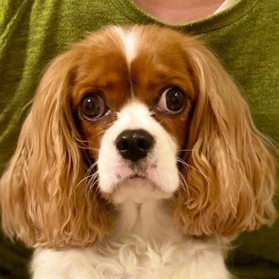 our_arare's profile picture. 眉間の白少なめです。キャバリア♀ 夫婦2人子1人と一緒に暮らしております。