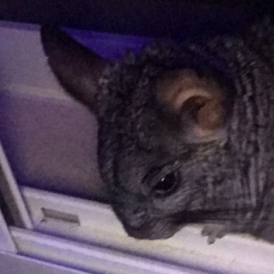 ixsuwe's profile picture. colecciono traumas