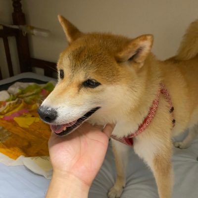 ウォーキングしてるのに週3ラーメンたべてて、やきうの応援と競馬予想がやかましい垢🤔フォローするとTLに乳、犬猫、飯主に麺が流れます😇可愛いものには目がない(女の子、動物、キャラ)やや下ネタあり苦手な方はミュート推奨 年齢表記詐欺してるので親しくない人のタメ口絡みは嫌います🤚