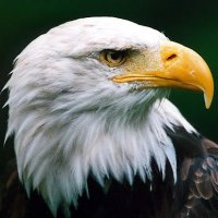 Alexandre Lima (@azdeouro999lima) 's Twitter Profile