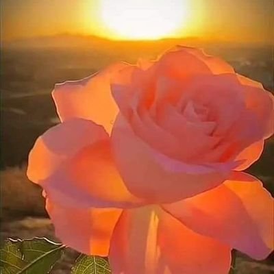 Lief Vir Suid-Afrika en Afrikaans. Haat oneerlikheid en skelms. DM=Block