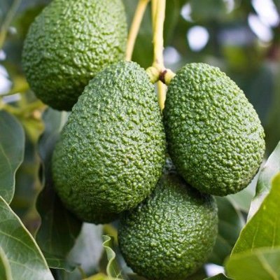 Kingdom Citizen; good Leadership;  AvoFarm consultancy.  technical support in  avocado and macadamia.production to marketing
Arsenal fan