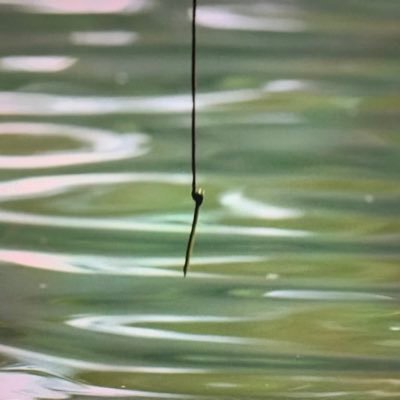 MarkHoskinUK's profile picture. Lecturer in China’s International Relations, Maritime History and Law. Current research: China’s reactions to economic warfare from a historical perspective.