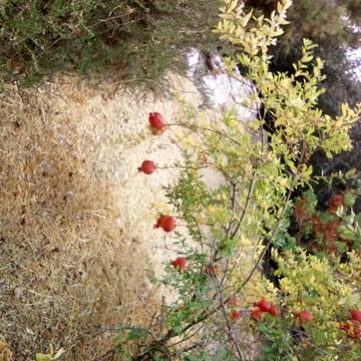 dn421383172's profile picture. בזכות יהודי, בשם נועם - מהטוויטר .
החלפנו גן לילדה שלנו, מגן משולב. לגן חבד.
ועכשיו נכניס גם את הגדולה בכיתה א' לחבד. מתחזקים... אוהבת את עם ישראל.