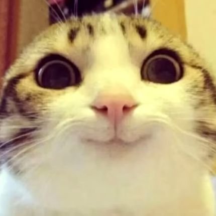 BunkeNils's profile picture. 