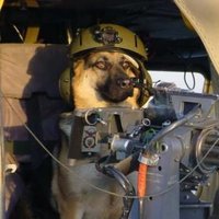 DogGunnit (@vietmace) 's Twitter Profile Photo DogGunnit (@vietmace) 's Twitter Profile Photo