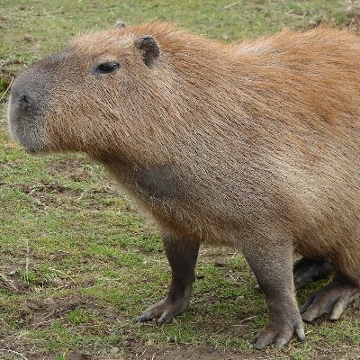 Just some guy in Azkaban with capybaras by his side ඞ