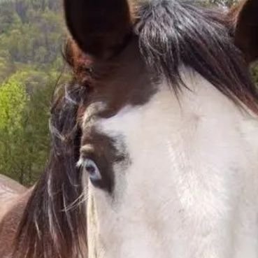 crazy horse & cat lady, defender of CHOICE, resister, BLM, proud bleedin' heart liberal. #Ally
#BLM #BlueWave #resist #resistance #VoteBlue