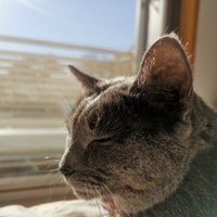 バルス(₄³₁¹₁²₀¹ ℱ)又の名をパルニャン😸(@NBOX_balus) 's Twitter Profile Photo