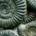 I Have Fossils! (@th3_r1gth_h4nd) Twitter profile photo I Have Fossils! (@th3_r1gth_h4nd) Twitter profile photo