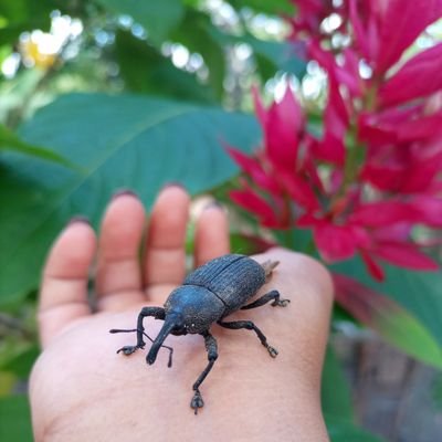 Postagens amadoras e aleatórias da natureza a minha volta.