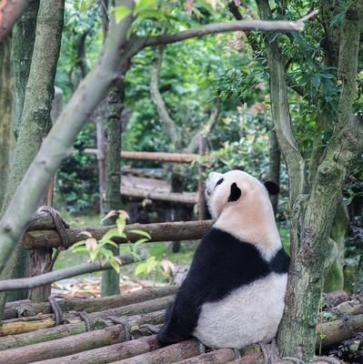 かぐら🐼さんのプロフィール画像