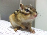 yosshi_dada's profile picture. 人間界に暮らす私は仮の姿！
本当はご主人様に飼われてリスをしています！
大丈夫です！害はありません(・∀・)ｶﾘｶﾘ