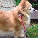 Diana Gilbert - @DianaGi31345476 - Twitter