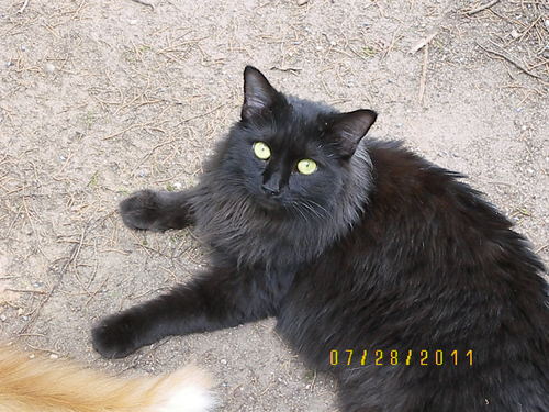 We rescue cats/kittens on the day they will be killed in NC animal control services.  We need fosters around the Gastonia area. Need forever homes also