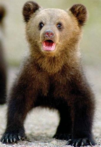 Snakez87's profile picture. Reti pretīgs un kašķīgs :D problem ? u mad? :D