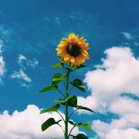 sunflower.🌻🤍(@sunflow23002724) 's Twitter Profile Photo