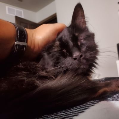 25-year-old | Streams RPG & other games on https://t.co/wsfjNNNv1w | Affiliate | she/her | Cat-sister | Member of the wonderful @spacecadetsteam