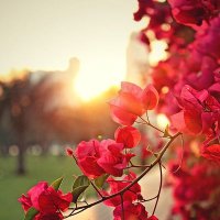 Mohammad Afzal (@afzalsitamarhi) 's Twitter Profile