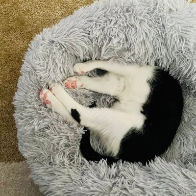 jirigurumeow's profile picture. 😼 叽哩 & 咕噜 ♀· 🎂 March 2022 · 🏠 July 1, 2022 · ♥️ 每天解锁一个新技能