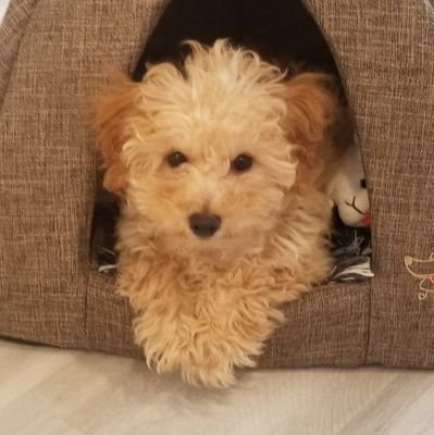 RemyEncinitas's profile picture. Toy Poodle