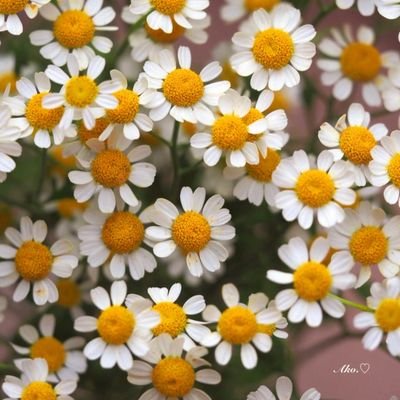 CasarettoJanet's profile picture. Master in Digital Marketing