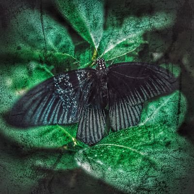 butter2flying's profile picture. who