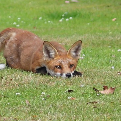 On 18th November 2004 The Hunting Act was passed. In spite of hunting being illegal for 18 years, hunts are STILL killing foxes with packs of dogs.