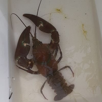 ben_hokkaido's profile picture. 北海道の淡水魚をメインに生物多様性の魅力を発信していきます！現在渓流魚を飼育中
#日本ウグイ協会 サポート会員
気軽にフォローお願いします！生き物系の方、フォロバします
釣り/ガサガサ/アクアリウム/
#渓流魚の池