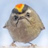 pndc's profile picture. I have nothing to do with that PNDC shitcoin. Cryptobros are blocked on sight.

There will be no new tweets. Follow me on the Fediverse: @pndc@treehouse.systems