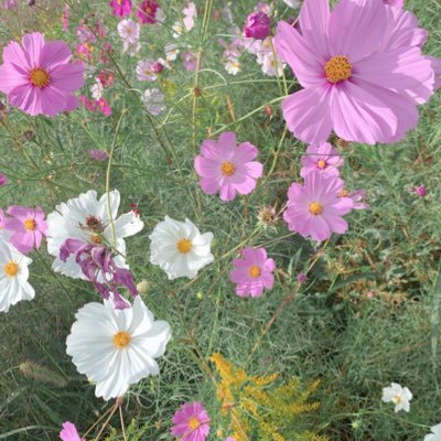 mwu 薬学部健康生命薬学科⸜🌷︎⸝‍ 邦ロック🎶お笑い👏🏻