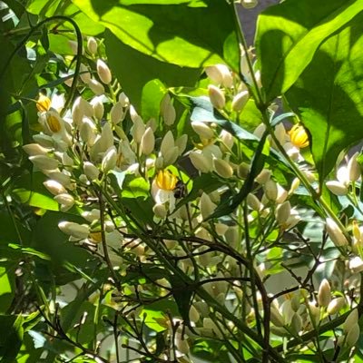 Shoan211's profile picture. 