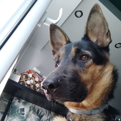 daerishere's profile picture. Od scio me nihil scire wolę sapere aude.