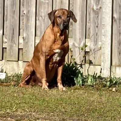 mikehaerlman's profile picture. Twittert altijd op persoonlijke titel.